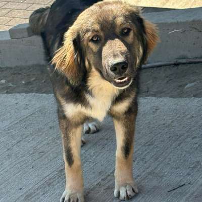 Tierschutzhunde suchen ein Zuhause-Beitrag-Bild