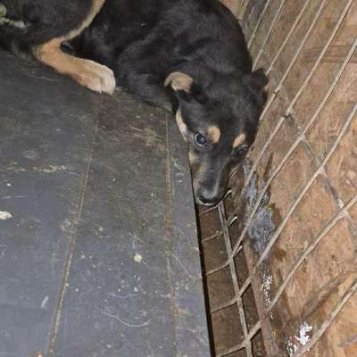 Tierschutzhunde suchen ein Zuhause-Beitrag-Bild