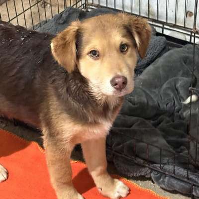 Tierschutzhunde suchen ein Zuhause-Beitrag-Bild