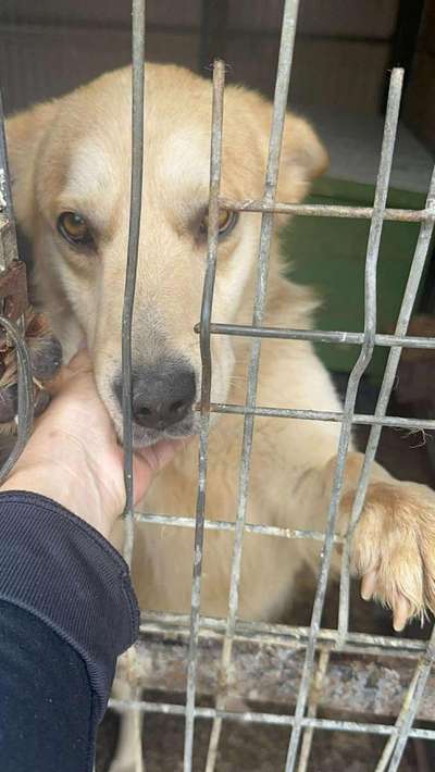 Tierschutzhunde suchen ein Zuhause-Beitrag-Bild