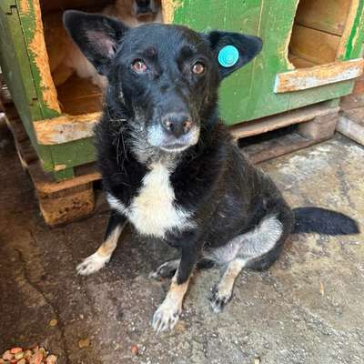 Tierschutzhunde suchen ein Zuhause-Beitrag-Bild