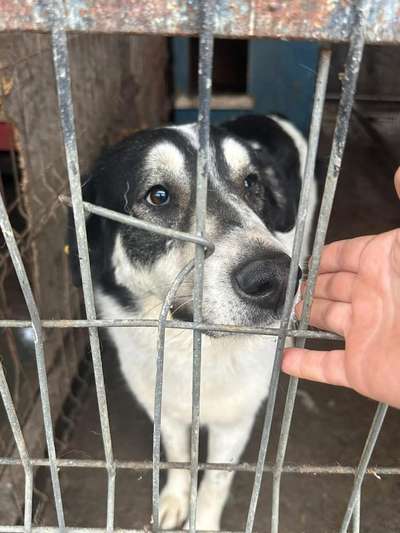 Tierschutzhunde suchen ein Zuhause-Beitrag-Bild