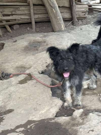 Tierschutzhunde suchen ein Zuhause-Beitrag-Bild