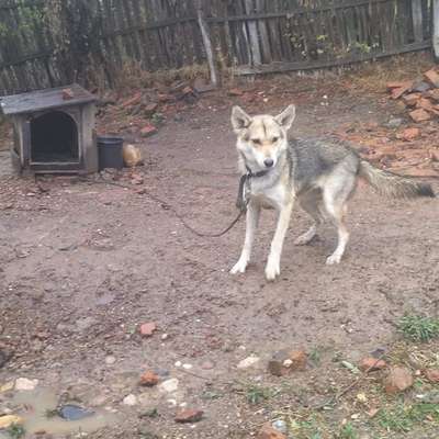 Tierschutzhunde suchen ein Zuhause-Beitrag-Bild