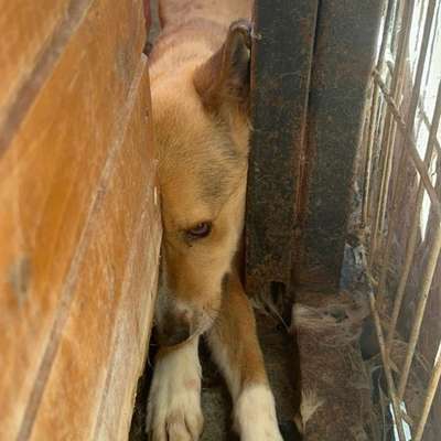 Tierschutzhunde suchen ein Zuhause-Beitrag-Bild