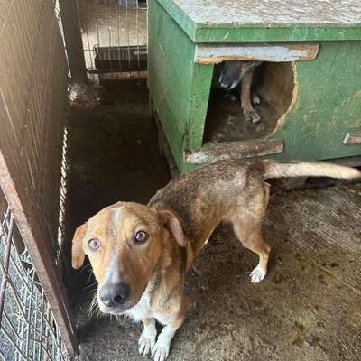 Tierschutzhunde suchen ein Zuhause-Beitrag-Bild