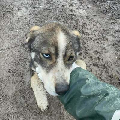 Tierschutzhunde suchen ein Zuhause-Beitrag-Bild