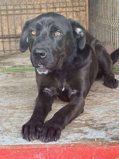 Tierschutzhunde suchen ein Zuhause-Beitrag-Bild