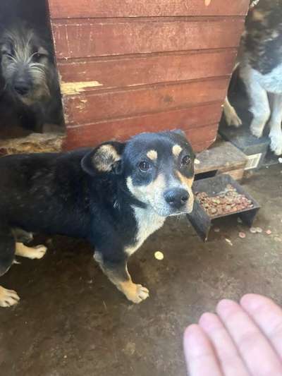 Tierschutzhunde suchen ein Zuhause-Beitrag-Bild