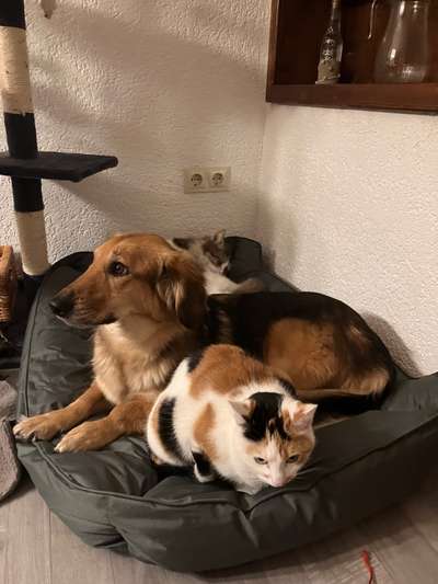 Hund und Katz Momente-Beitrag-Bild