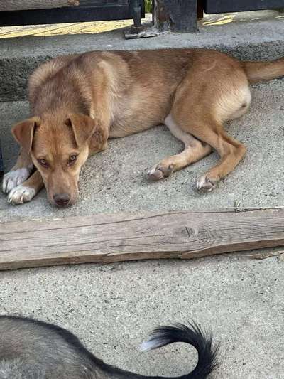 Tierschutzhunde suchen ein Zuhause-Beitrag-Bild