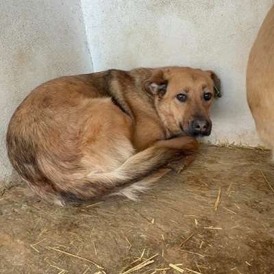 Tierschutzhunde suchen ein Zuhause-Beitrag-Bild