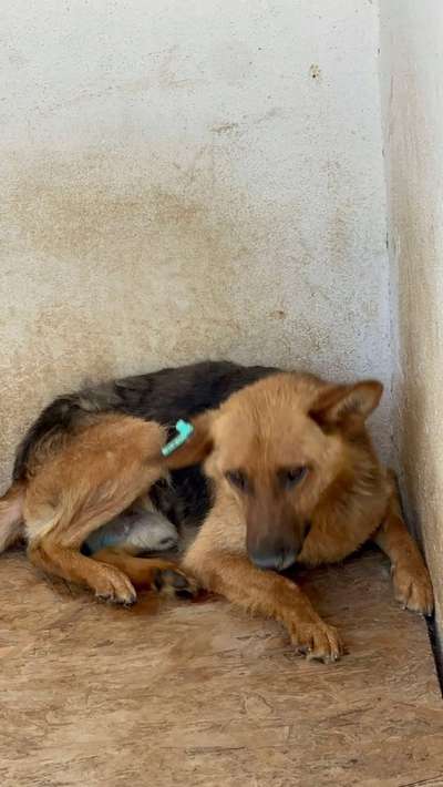 Tierschutzhunde suchen ein Zuhause-Beitrag-Bild