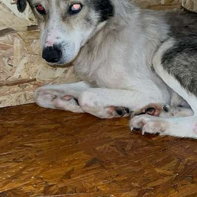 Tierschutzhunde suchen ein Zuhause-Beitrag-Bild