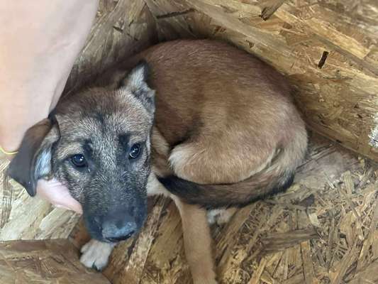 Tierschutzhunde suchen ein Zuhause-Beitrag-Bild