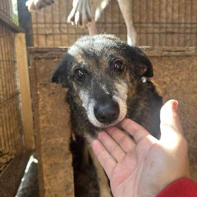 Tierschutzhunde suchen ein Zuhause-Beitrag-Bild