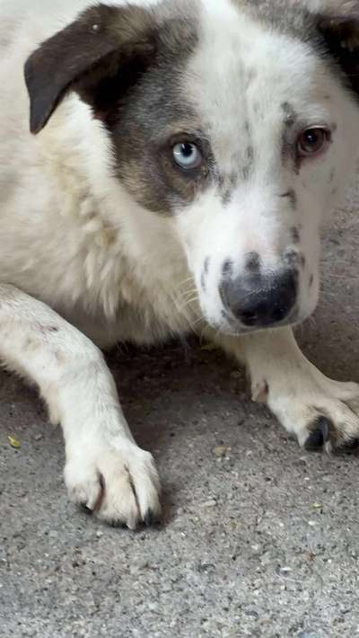 Tierschutzhunde suchen ein Zuhause-Beitrag-Bild