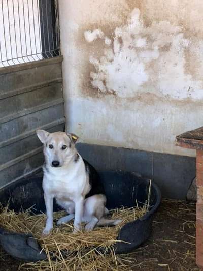 Tierschutzhunde suchen ein Zuhause-Beitrag-Bild