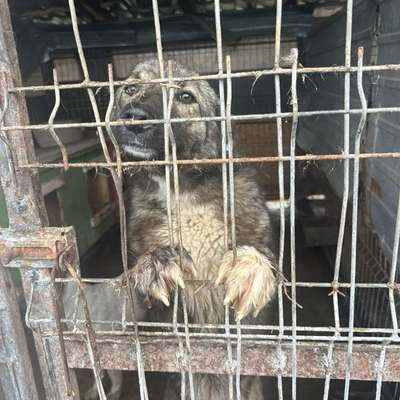 Tierschutzhunde suchen ein Zuhause-Beitrag-Bild