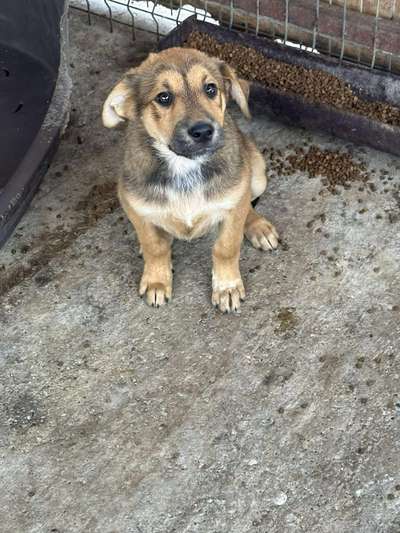 Tierschutzhunde suchen ein Zuhause-Beitrag-Bild