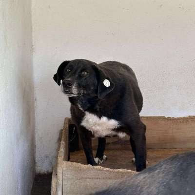 Tierschutzhunde suchen ein Zuhause-Beitrag-Bild