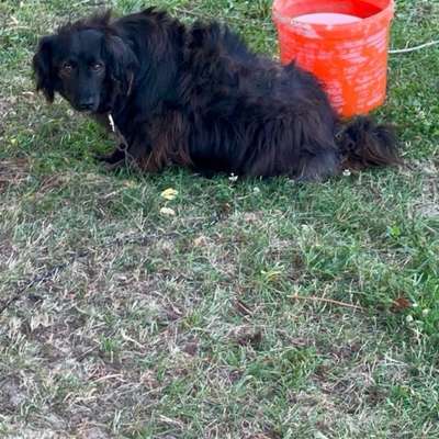 Tierschutzhunde suchen ein Zuhause-Beitrag-Bild