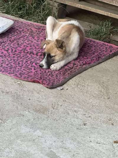 Tierschutzhunde suchen ein Zuhause-Beitrag-Bild