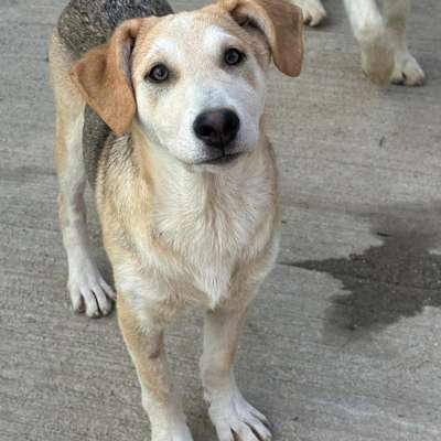 Tierschutzhunde suchen ein Zuhause-Beitrag-Bild