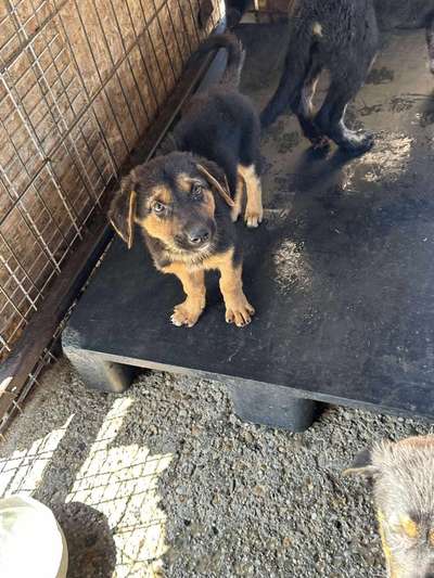 Tierschutzhunde suchen ein Zuhause-Beitrag-Bild