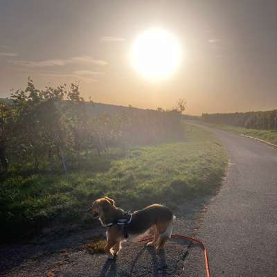 Susanne's Profilbild