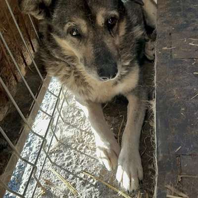 Tierschutzhunde suchen ein Zuhause-Beitrag-Bild
