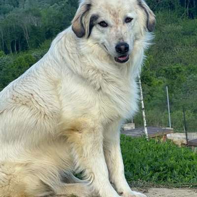 Tierschutzhunde suchen ein Zuhause-Beitrag-Bild