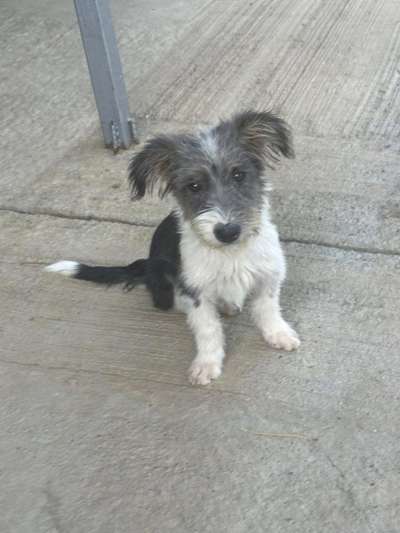 Tierschutzhunde suchen ein Zuhause-Beitrag-Bild