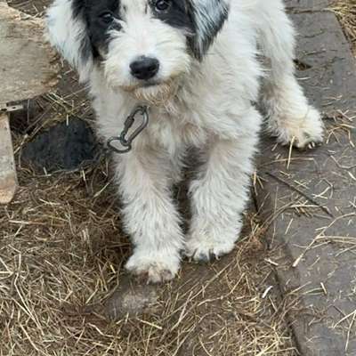 Tierschutzhunde suchen ein Zuhause-Beitrag-Bild