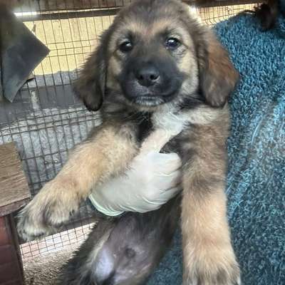 Tierschutzhunde suchen ein Zuhause-Beitrag-Bild