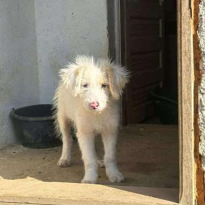 Tierschutzhunde suchen ein Zuhause-Beitrag-Bild