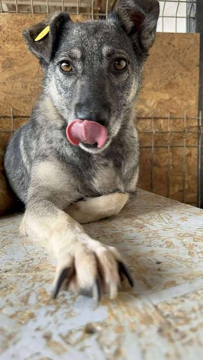 Tierschutzhunde suchen ein Zuhause-Beitrag-Bild