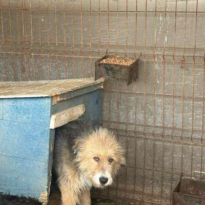 Tierschutzhunde suchen ein Zuhause-Beitrag-Bild