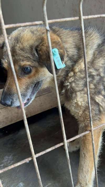 Tierschutzhunde suchen ein Zuhause-Beitrag-Bild