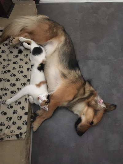 Club der Rumänen (Alle Hunde aus dem rumänischen Tierschutz, wo seid Ihr?)-Beitrag-Bild