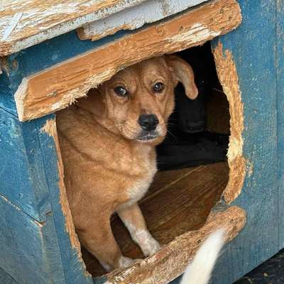 Tierschutzhunde suchen ein Zuhause-Beitrag-Bild