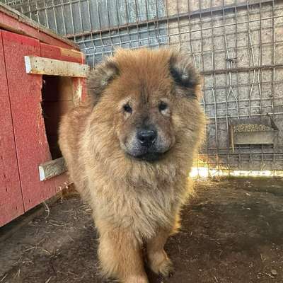 Tierschutzhunde suchen ein Zuhause-Beitrag-Bild