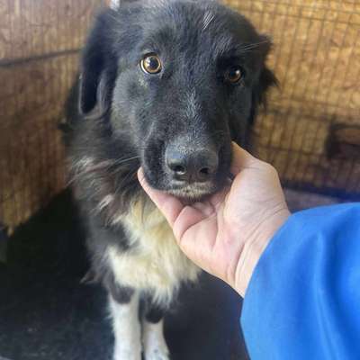 Tierschutzhunde suchen ein Zuhause-Beitrag-Bild