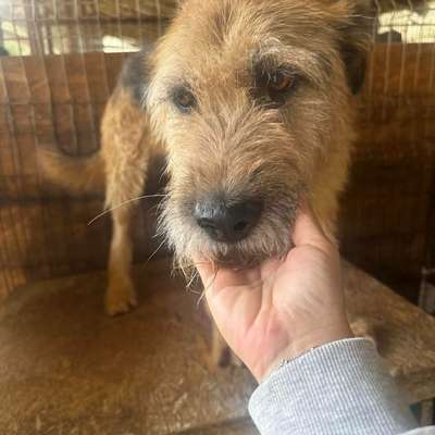 Tierschutzhunde suchen ein Zuhause-Beitrag-Bild