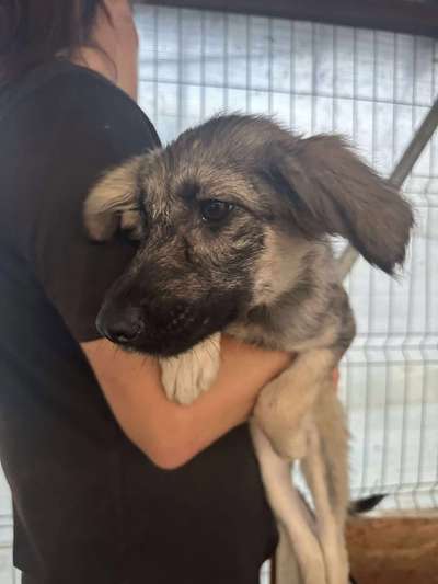 Tierschutzhunde suchen ein Zuhause-Beitrag-Bild