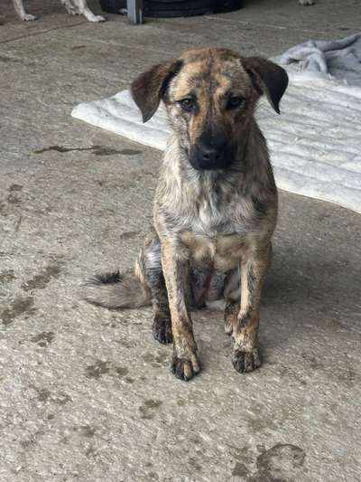 Tierschutzhunde suchen ein Zuhause-Beitrag-Bild