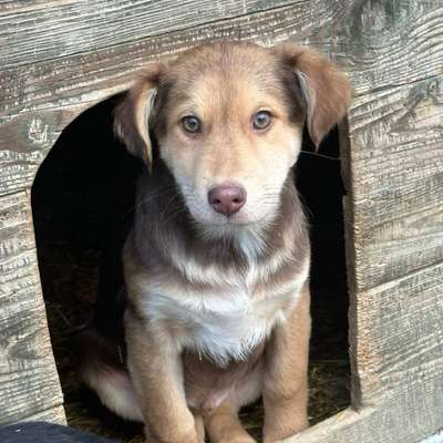 Tierschutzhunde suchen ein Zuhause-Beitrag-Bild
