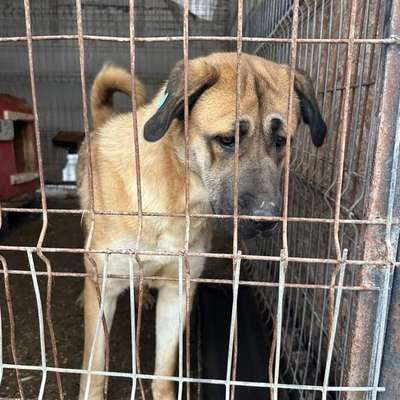 Tierschutzhunde suchen ein Zuhause-Beitrag-Bild