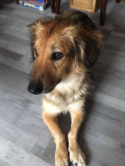 TierschutzhundeStammtisch🐕-Beitrag-Bild