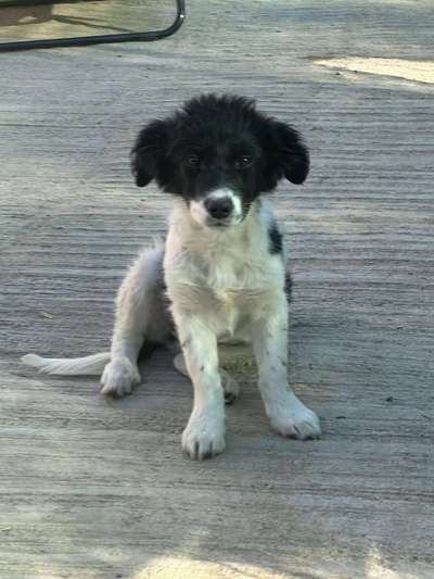 Tierschutzhunde suchen ein Zuhause-Beitrag-Bild